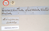 CollectionObject 1562201; 87c619d7-1409-4705-af76-184c723c119a, NHMUK(SF IMPORT DUPLICATE) 845219: copyright Natural History Museum, London. male, data labels [round label reversed] of Eurycantha olivacea (holotype). (CollectionObject).
