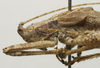 CollectionObject 1535094; 88f16536-4f93-4297-a1af-cd143ebf1639: male pronotum, lateral view (syntype). (CollectionObject).