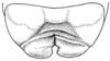 Idiostatus hermanii (Thomas, 1875): Fig. 5 (after type). male tenth tergite, dorsal view (Idiostatus hendersoni). (Otu).