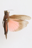 CollectionObject 1593072; 82b4026c-7da6-4815-beb8-f228d70189b1: female, dorsal view (paratype). (CollectionObject).