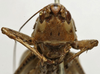 CollectionObject 1535164; a0454b74-f698-4a29-b6ec-c815a762d5e2: male face (lectotype). (CollectionObject).