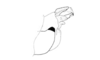 Vilerna aeneooculata (De Geer, 1773): Fig. 17. end of phallic complex, lateral view. (Otu).