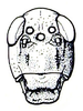 Bullacris intermedia (Péringuey, 1916): Fig. 11.3. male face. (Otu).