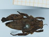 CollectionObject 1583755; c331691f-4ead-4d70-a3d4-55794cc571f1: male, dorsal view. (CollectionObject).