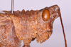 CollectionObject 1572196; 09d45213-1fcf-4e5d-8733-0ca4dbc64163: female, head and pronotum in lateral view (holotype). (CollectionObject).