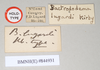 CollectionObject 1557437; NHMUK(SF IMPORT DUPLICATE) 844931, 73dc58a5-5d8b-4a78-8895-2413608daed1: copyright Natural History Museum, London. male, data labels of synonym Bactrododema lugardi (holotype). (CollectionObject).
