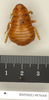 Salganea morio (Burmeister, 1838): Copyright Natural History Museum, London. Holotype (female nymph) of synonym Panesthia conica Walker, 1868 in BM(NH). Dorsal view. (Otu).