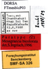 CollectionObject 1567530; 87c8efe6-ae3f-4e94-982a-34b020d0020b: labels (paratype). (CollectionObject).
