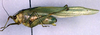 CollectionObject 1500512; a5ab3fed-2e5d-4c43-a101-6c0919bca04b, DORSA BTcatgutHTM: male, lateral view (holotype). (CollectionObject).
