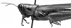 CollectionObject 1564559; a1db70fe-5355-4e4e-bf15-7c4c5de491ee: Image Carbonell, C.S. female, lateral view (paralectotype). (CollectionObject).