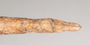 CollectionObject 1557449; NHMUK(SF IMPORT DUPLICATE) 845176, a8b154ed-d2ee-44f0-ad75-4154f98c11ff: copyright Natural History Museum, London. female: end of abdomen, dorsal view (holotype). (CollectionObject).