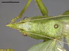 CollectionObject 2229685; b67cefdf-75c2-481b-bbd0-160b9a18f1cd: Male, head and pronotum, dorsal view. (CollectionObject).