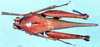CollectionObject 1572877; f5e1c843-cf40-4b28-887f-7a76a5b3920b: male, dorsal view (paralectotype). (CollectionObject).