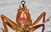CollectionObject 1531365; NMW 1101, 0200bac1-f6bd-4a0b-872a-ce85b1698084: female, frontal view (holotype). (CollectionObject).