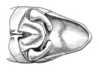 Dichroplus maculipennis (Blanchard, 1851): Fig. 7. male abdomen tip, dorsal view. (Otu).