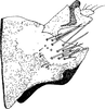 Pygofer, lateral view: !! display not done !! on Jassargus Zakhvatkin, 1933: Pygofer, lateral view. (Observation).