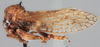 Habitus, lateral view on Eudonica nanella Albertson, 2005: (Observation).