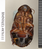 Ancaudellia noonadan Roth, 1982: Copyright Natural History Museum, London. Paratype (adult female) in BM(NH). Ventral view. (Otu).