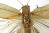 CollectionObject 1529782; e6e9efe8-86bf-4b39-b878-b7bec5229d88: female, dorsal view (holotype). (CollectionObject).