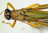 CollectionObject 1498677; 6630242e-f902-4f94-9c51-216580220080: male, dorsal view. (CollectionObject).