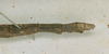 CollectionObject 1561178; 1449e076-aaeb-41a8-87bd-40fe59aa8a6f: copyright UZIU, Uppsala. female: end of abdomen of Phasma elongata (holotype). (CollectionObject).