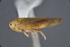 Habitus, lateral view on Andanus acanthophallus Pinedo-Escatel, 2025: Holotype, male. (Observation).