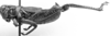 CollectionObject 1564563; 6978a8c2-4add-41e7-b37a-104e6f287620: Image Carbonell, C.S. male, lateral view (paralectotype of Melanoplus marculentus). (CollectionObject).