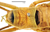 CollectionObject 1531359; b7cc2115-2530-434d-aa94-d038815bdb4f: male head and pronotum, dorsal view (syntype). (CollectionObject).
