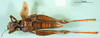 CollectionObject 1502789; 48972000-6978-4ffd-afb9-c53d6e3bfd5c: female, ventral view (paratype). (CollectionObject).