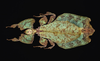 Pulchriphyllium giganteum (Hausleithner, 1984): copyright Montreal Insectarium. female, Cameron Highlands, identified by R. Cumming (no type). (Otu).;Pulchriphyllium giganteum (Hausleithner, 1984): copyright Montreal Insectarium. female, Malaysia, Pahang, Cameron Highlands, ID R. Cumming (no type). (Otu).
