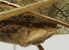 CollectionObject 1582529; 1a2b6839-ab98-4c14-81cd-21b02294dad4: female ovipositor (syntype). (CollectionObject).