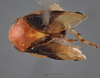 Habitus, dorsal view on Clastoptera brachialis Stål, 1862: (Observation).