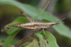 FieldOccurrence 201; e01ea0c5-bd4e-45a0-bd04-c0d77e022da5; Tanzania
Kichoni Estate Kilimanjaro, 2013/12/??: female. (FieldOccurrence).