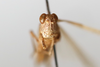 CollectionObject 1592220; d311612c-fb1f-468b-b0d5-f6ac62b4c92f: male, frontal view (syntype). (CollectionObject).