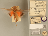 CollectionObject 1586764; be705791-66e7-4b82-827d-1992146f608c: female, dorsal view, labels (lectotype). (CollectionObject).