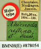 Hyporhicnoda reflexa (Saussure & Zehntner, 1893): Holotype, male, labels. BMNH(E)#878054. (Otu).