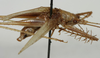 CollectionObject 1476060; 24d09a36-2f7f-45f2-861e-b040af05ccfa: male, lateral view (holotype). (CollectionObject).