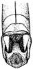 Morsea californica Scudder, 1898: Pl. 13 fig. 8. male, apex of abdomen, dorsal view. (Otu).