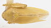Habitus, dorsal view: (Observation).