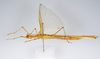 CollectionObject 1557078; 7d593be2-8f29-41e0-892b-a6f32695b1e4: copyright ZMUH, Hamburg. female, lateral view (holotype). (CollectionObject).