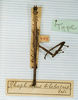 CollectionObject 1563741; 7ceb39e5-c2fe-4a27-87eb-38f1a77a3de6: copyright MNHN, Paris. male (holotype). (CollectionObject).