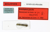 CollectionObject 1556968; 43768979-79b4-4b71-acaa-d466095e976f: copyright MNHN, Paris. female, data labels (holotype). (CollectionObject).
