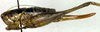 CollectionObject 1500453; 33f82358-5379-4d47-ba86-0fc4ed2bf0ac: female, lateral view (holotype). (CollectionObject).