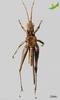 CollectionObject 2279434; ee7e3461-91d8-4a0a-a07d-3a358fbdbd1c, Unioeste Cascavel K-1308: Male, ventral view. (CollectionObject).