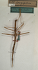 CollectionObject 1557881; 9cf47a0f-d521-4726-b045-ce535961aa9d: copyright NHMW, Vienna. female of synonym Clitarchus longipes (paralectotype). (CollectionObject).;CollectionObject 1557882; 35e7f03e-41e2-48a2-aa26-8ce654fd793e: copyright NHMW, Vienna. female of synonym Clitarchus longipes (paralectotype). (CollectionObject).