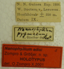 CollectionObject 1559965; 40e0316e-e14d-410d-8e3a-fe737ded4ba6: cpyright SMTD, Dresden. male (holotype), labels. (CollectionObject).