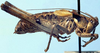 CollectionObject 1522433; 67ffbe3e-7be2-4271-999b-833d3aa6802c: male, lateral view (holotype). (CollectionObject).