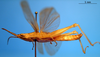 CollectionObject 1530743; 1321a58d-9d34-4ae7-b1a1-d99ff77b61ee, DORSA SAplagraHTM: male, lateral view (holoype). (CollectionObject).