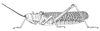Rutidoderes squarrosus (Linnaeus, 1771): Page 61, Figure 2. female habitus. (Otu).