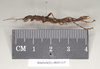 Dinophasma kinabaluense Bragg, 2001: copyright Natural History Museum, London. female, lateral view (paratype). (Otu).
